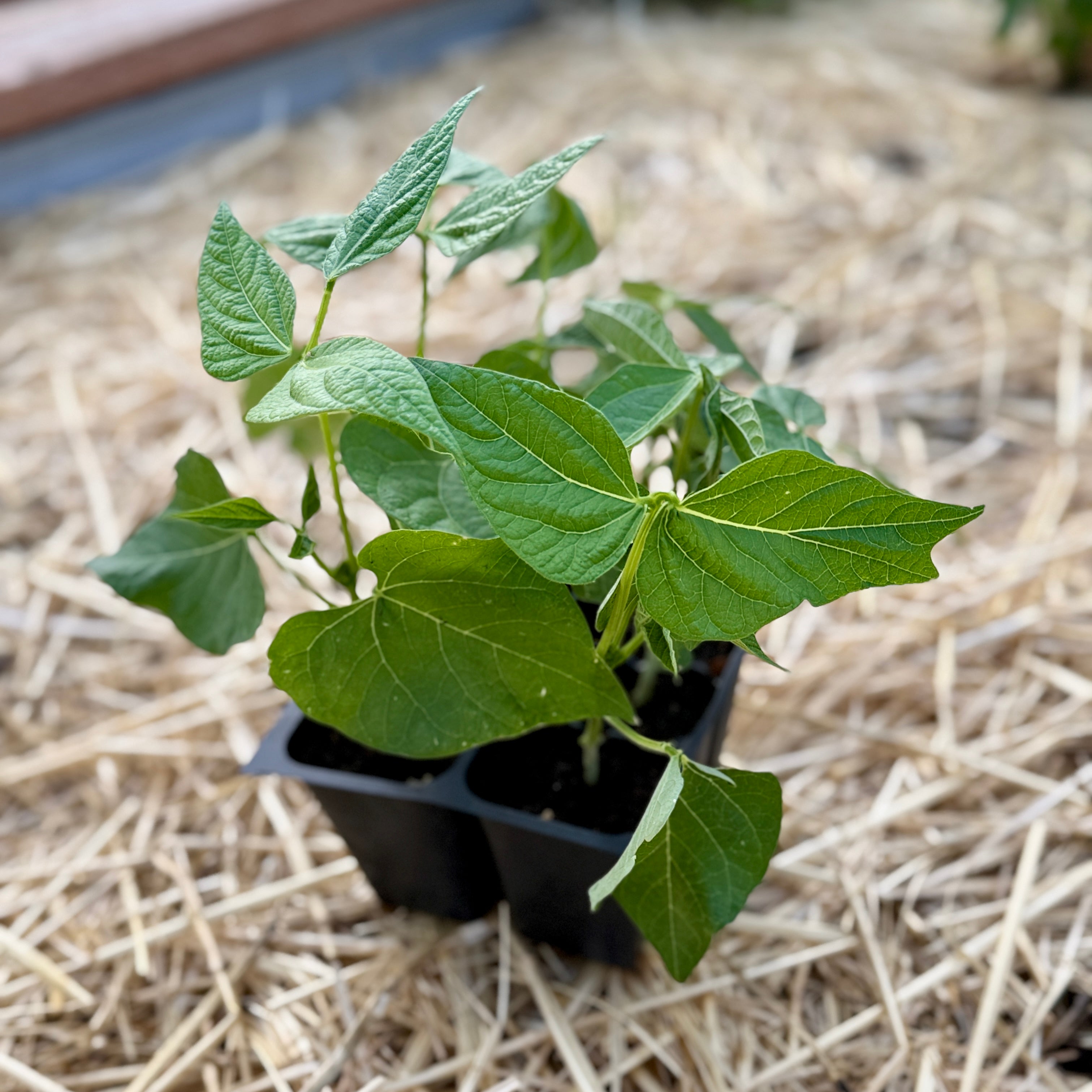 Contender Bush Bean - Succession Pack