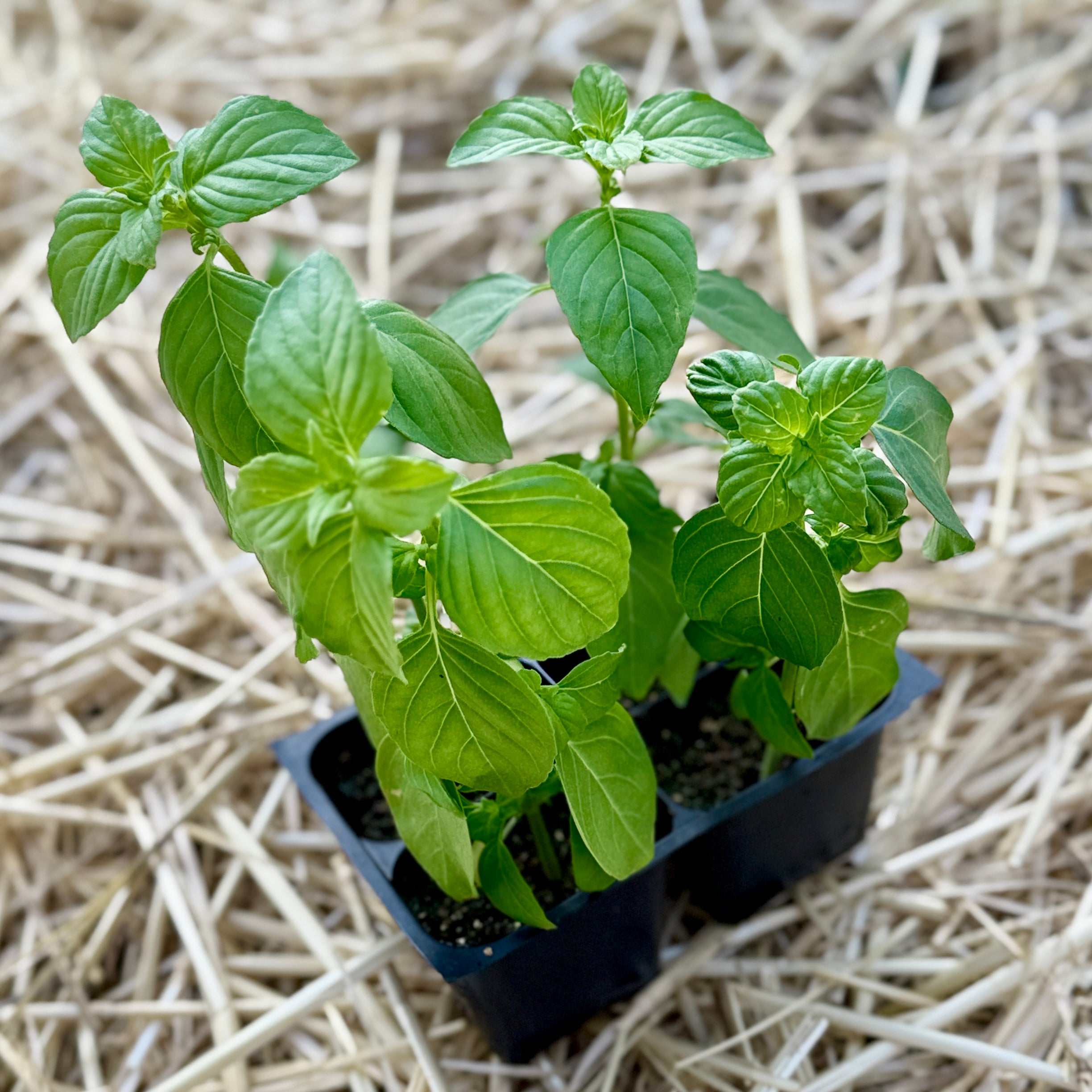 Genovese Basil