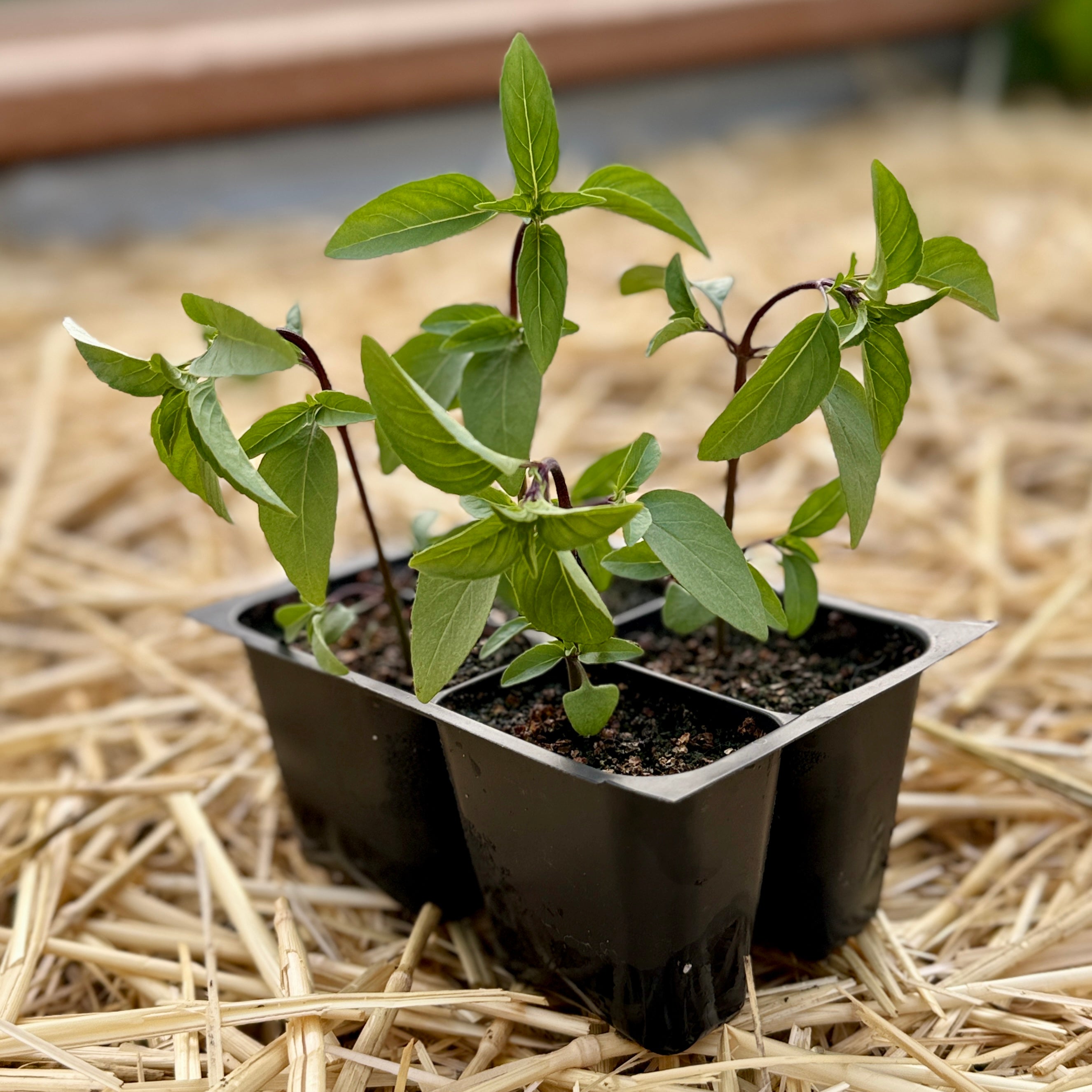 Sweet Thai Basil