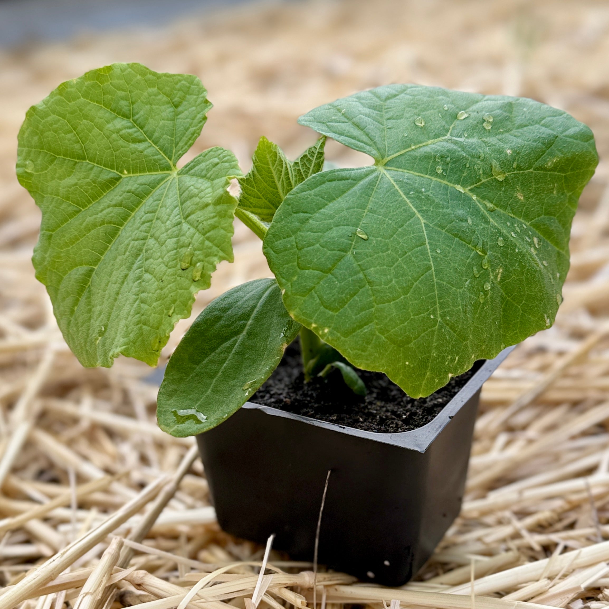 Boston Pickling Cucumber