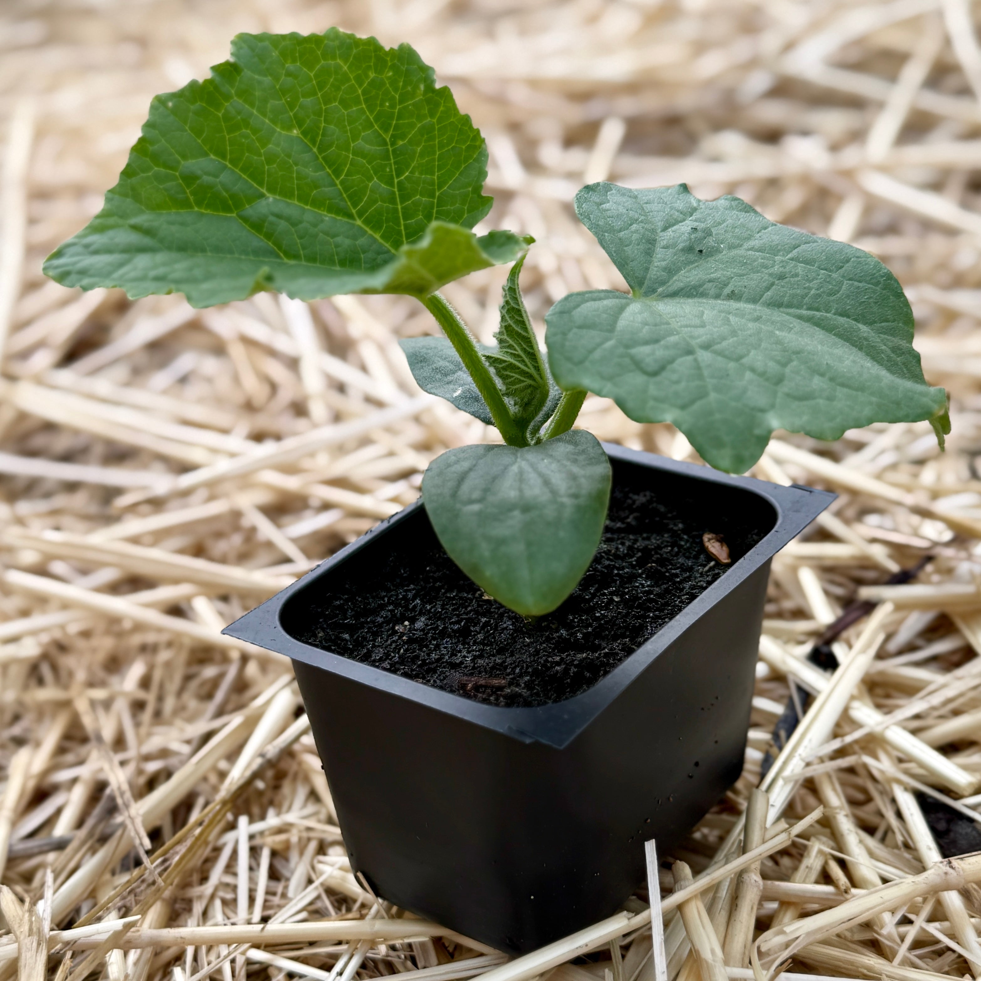 Marketmore Cucumber