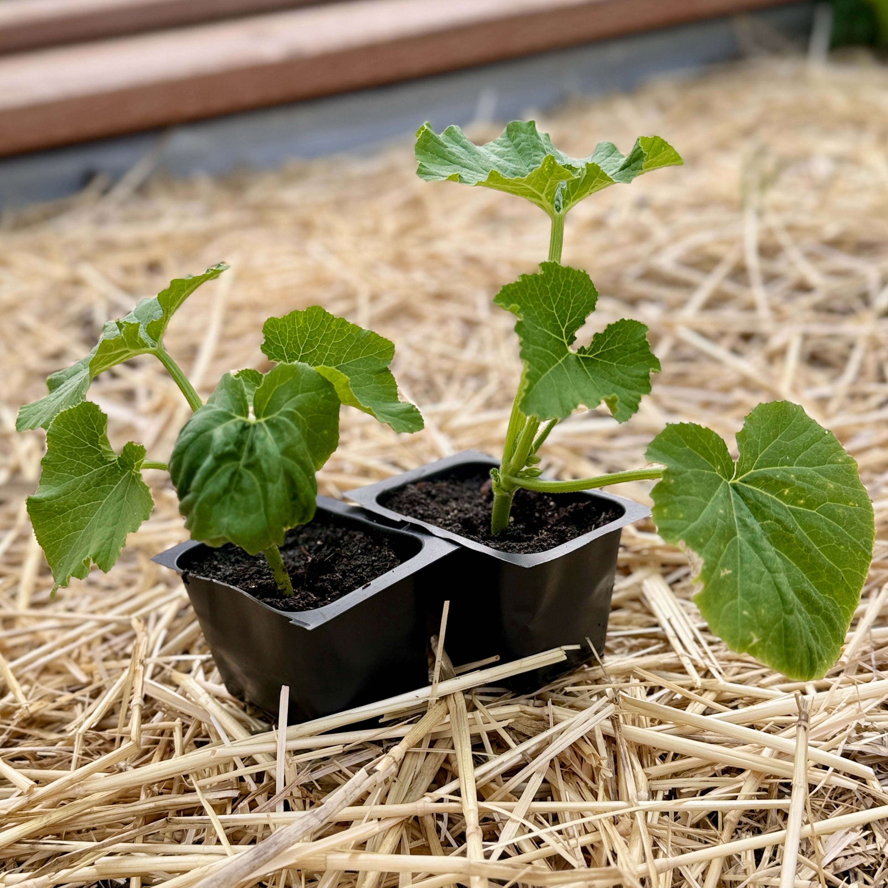 Black Beauty Zucchini