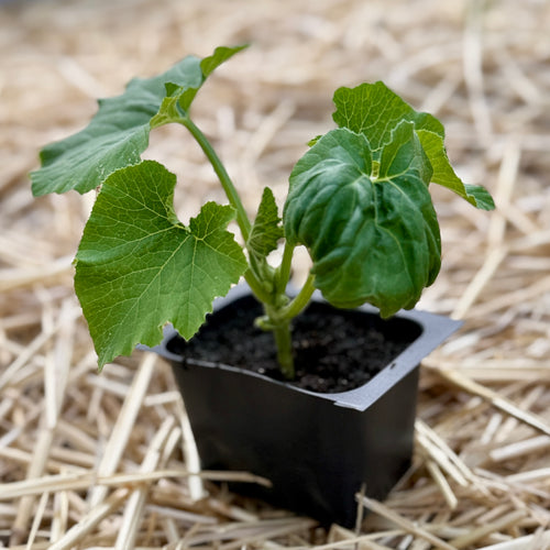 Black Beauty Zucchini