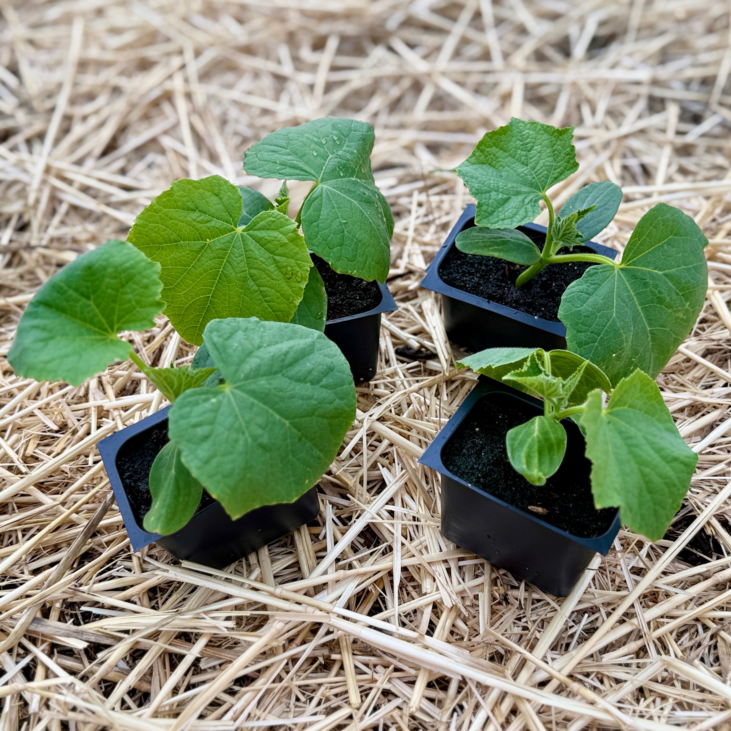 Boston Pickling Cucumber