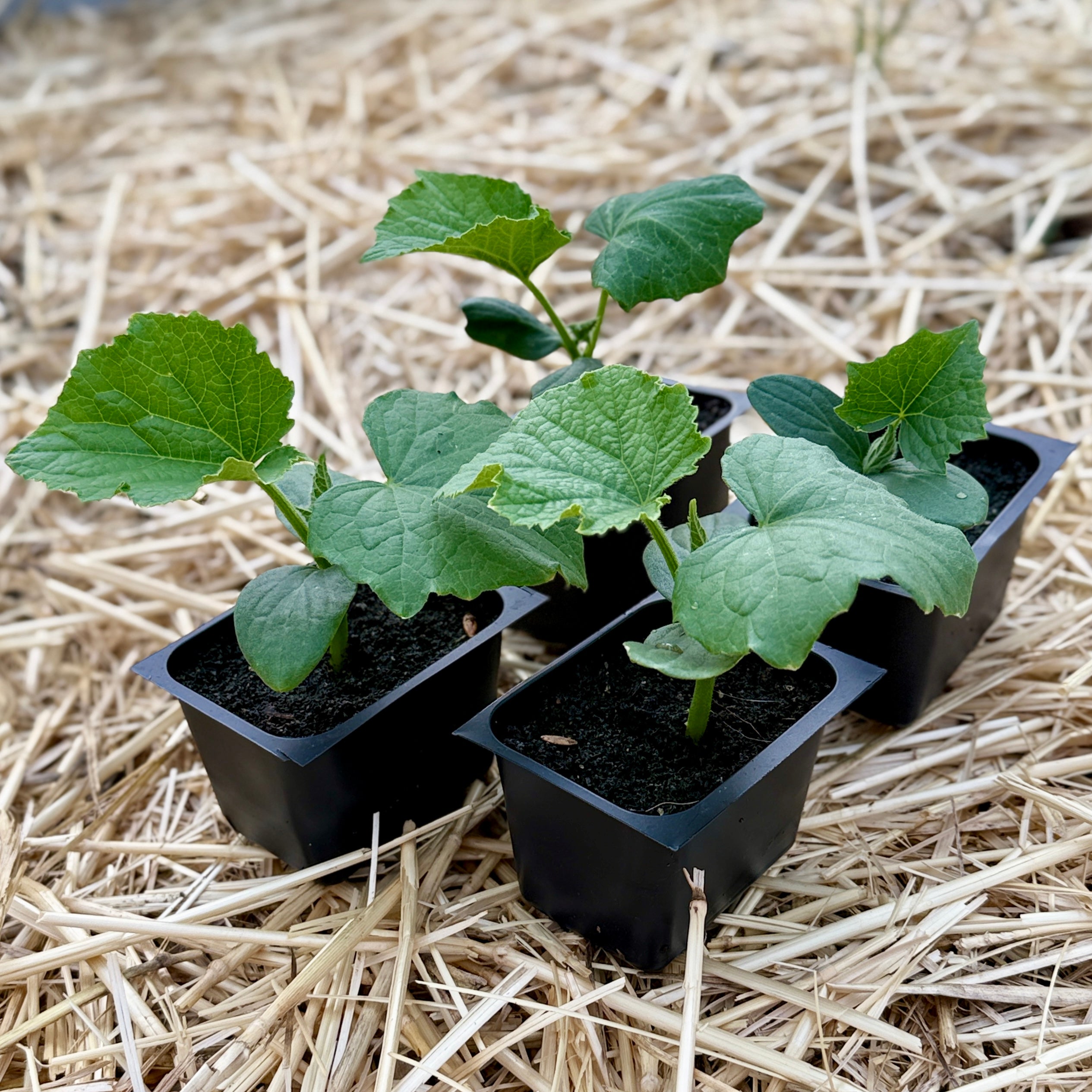 Marketmore Cucumber
