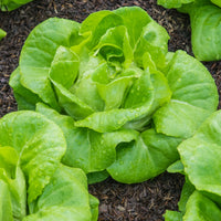 All Year Round Lettuce - Succession Pack