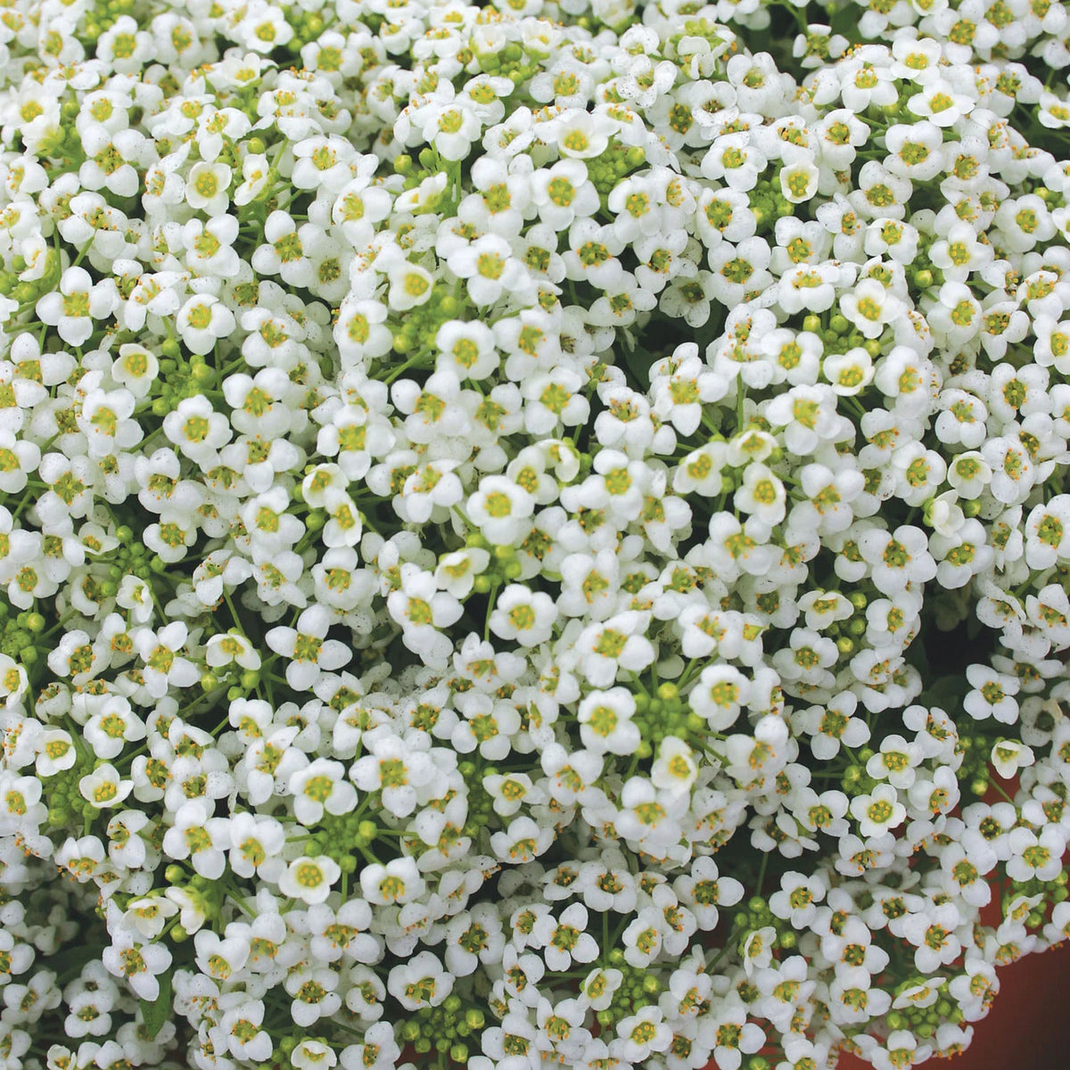 Alyssum - Carpet of Snow