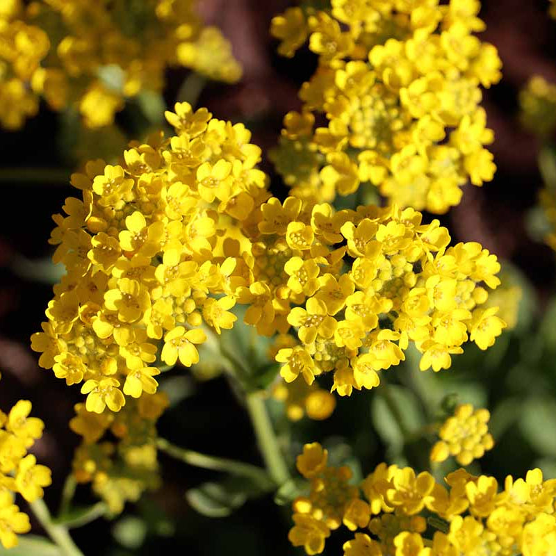 Alyssum - Mountain of Gold
