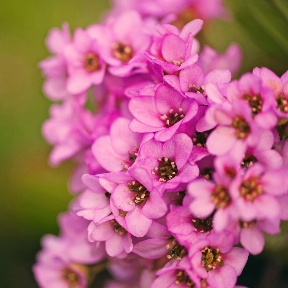 Alyssum - Rosie O Day