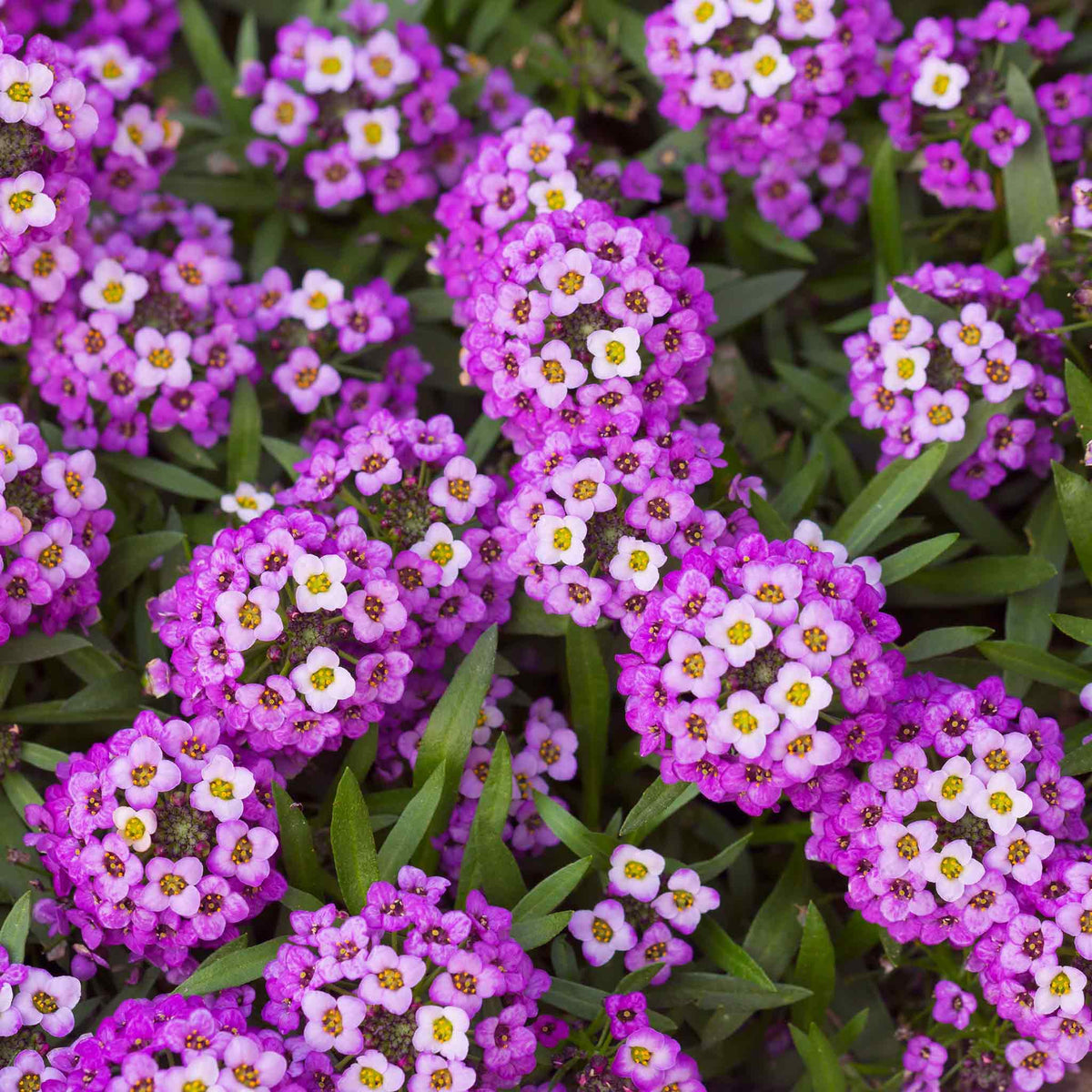 Alyssum - Royal Carpet