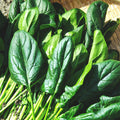 America Spinach