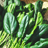 America Spinach - Succession Pack