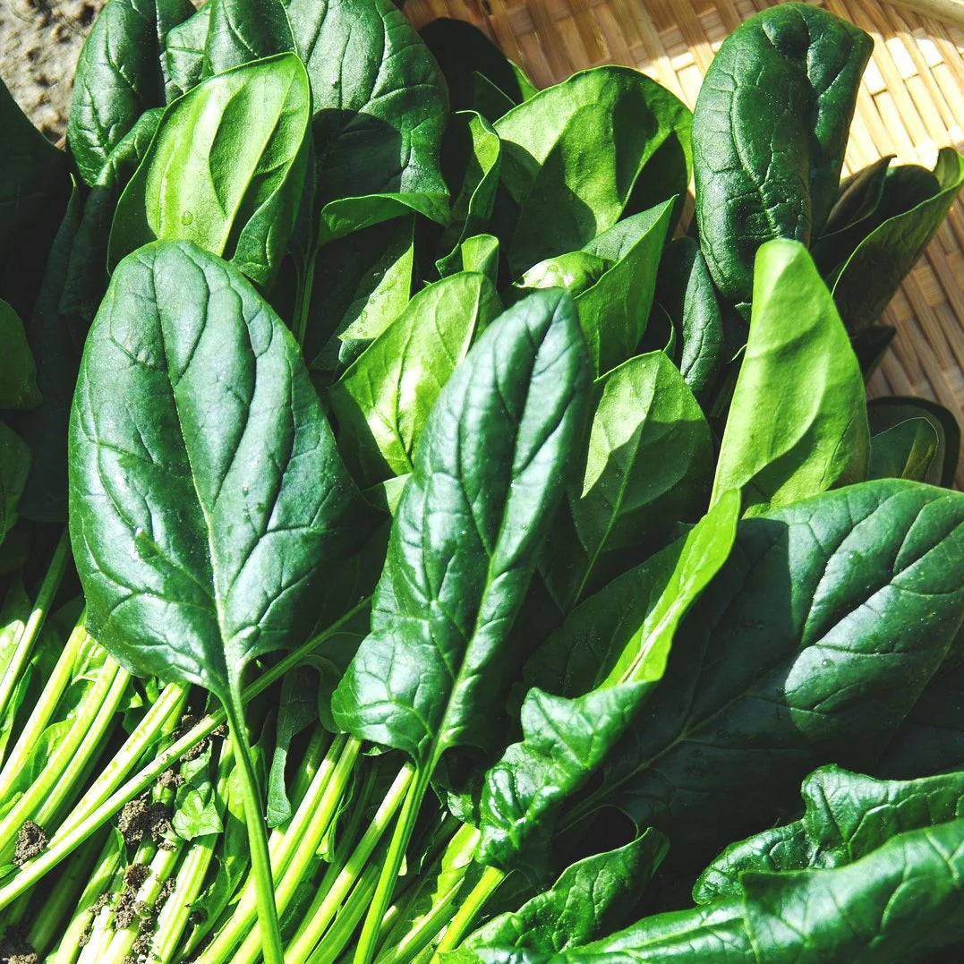 America Spinach