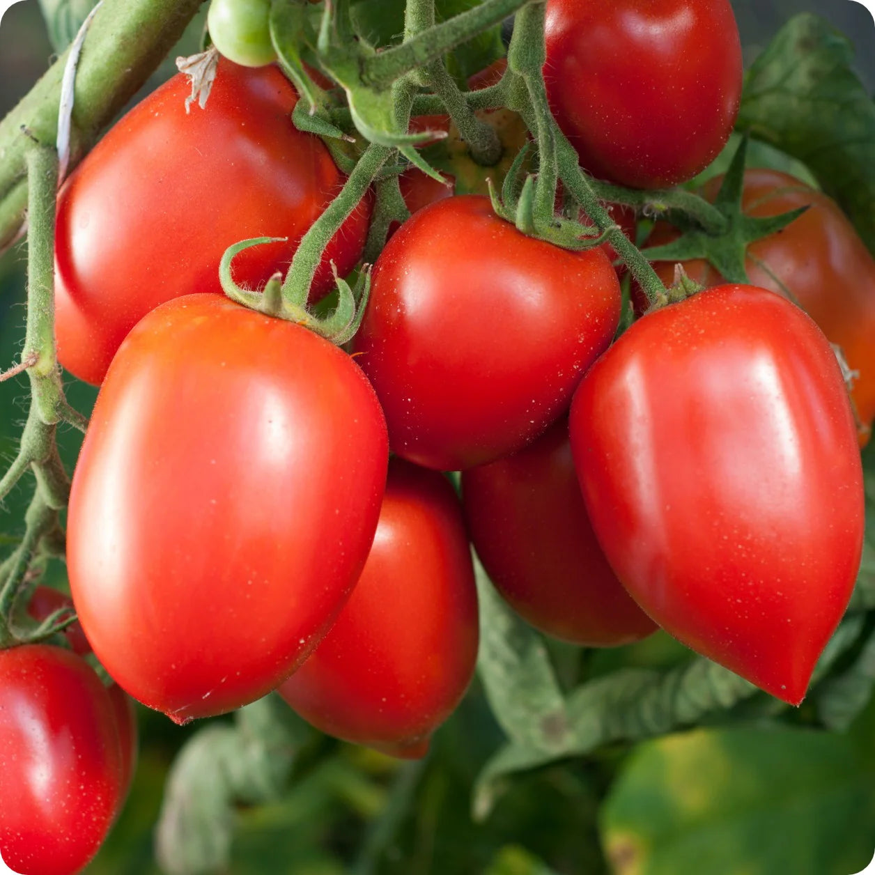 Amish Paste Tomato