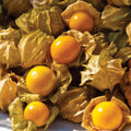 Aunt Molly's Tomatillo
