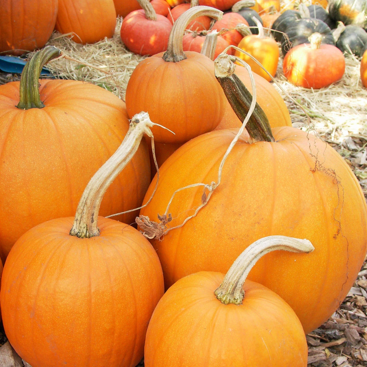 Autumn Gold Pumpkin