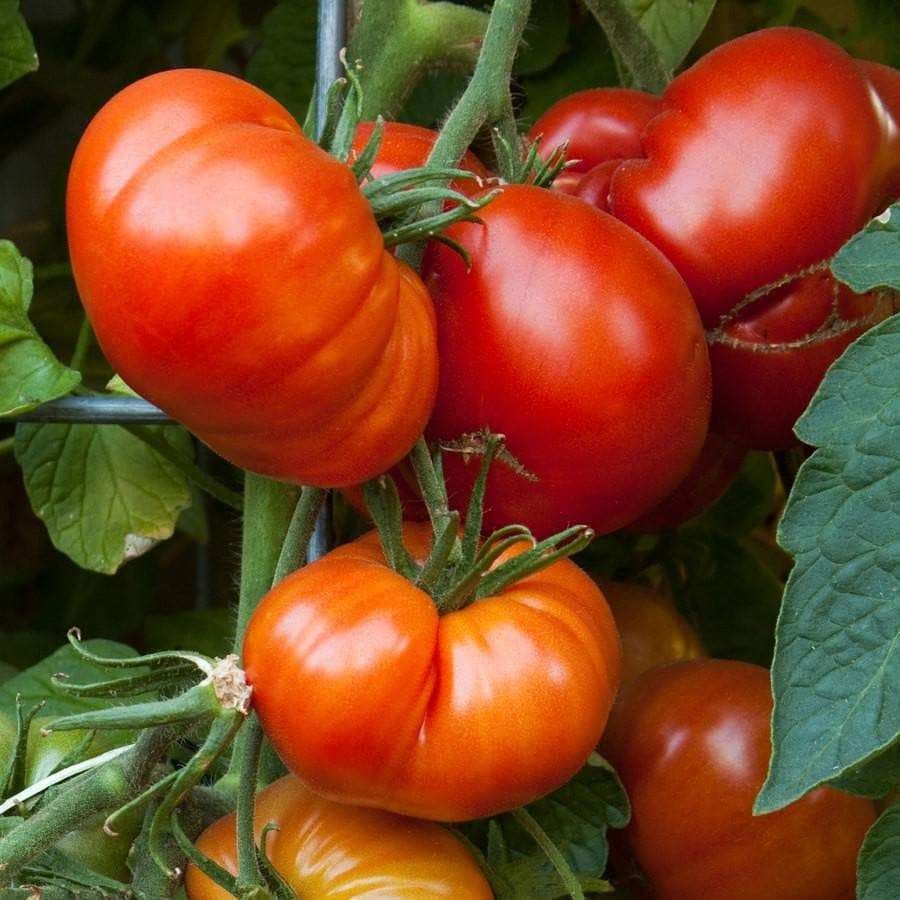 Beefmaster Tomato