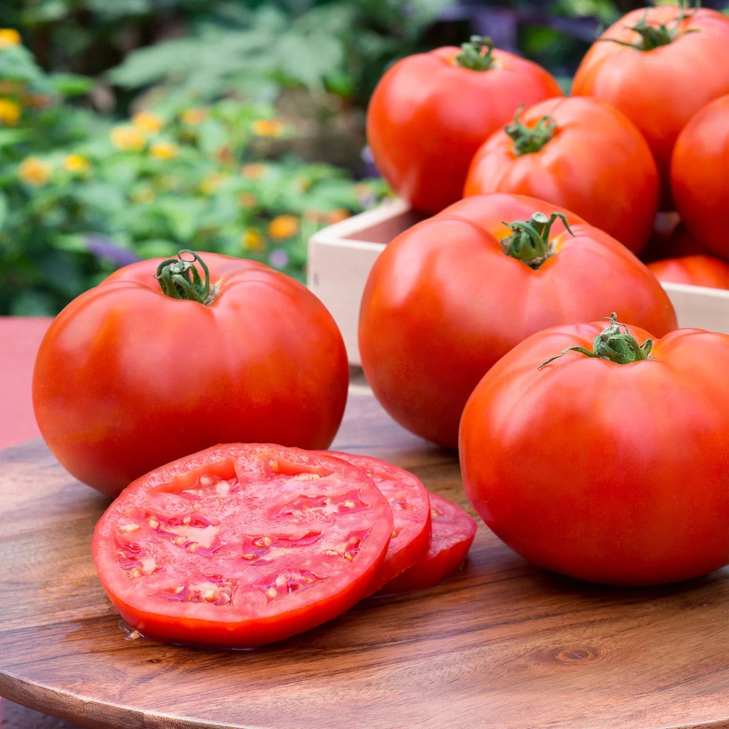 Better Boy Tomato