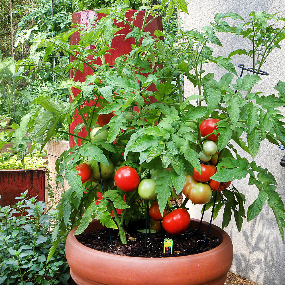 Better Bush Tomato