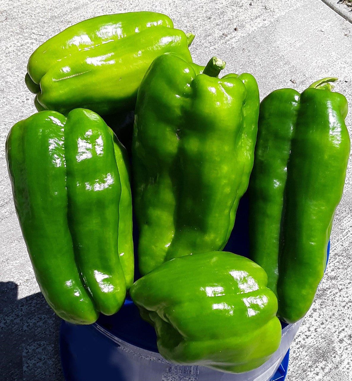 Big Bertha Sweet Pepper