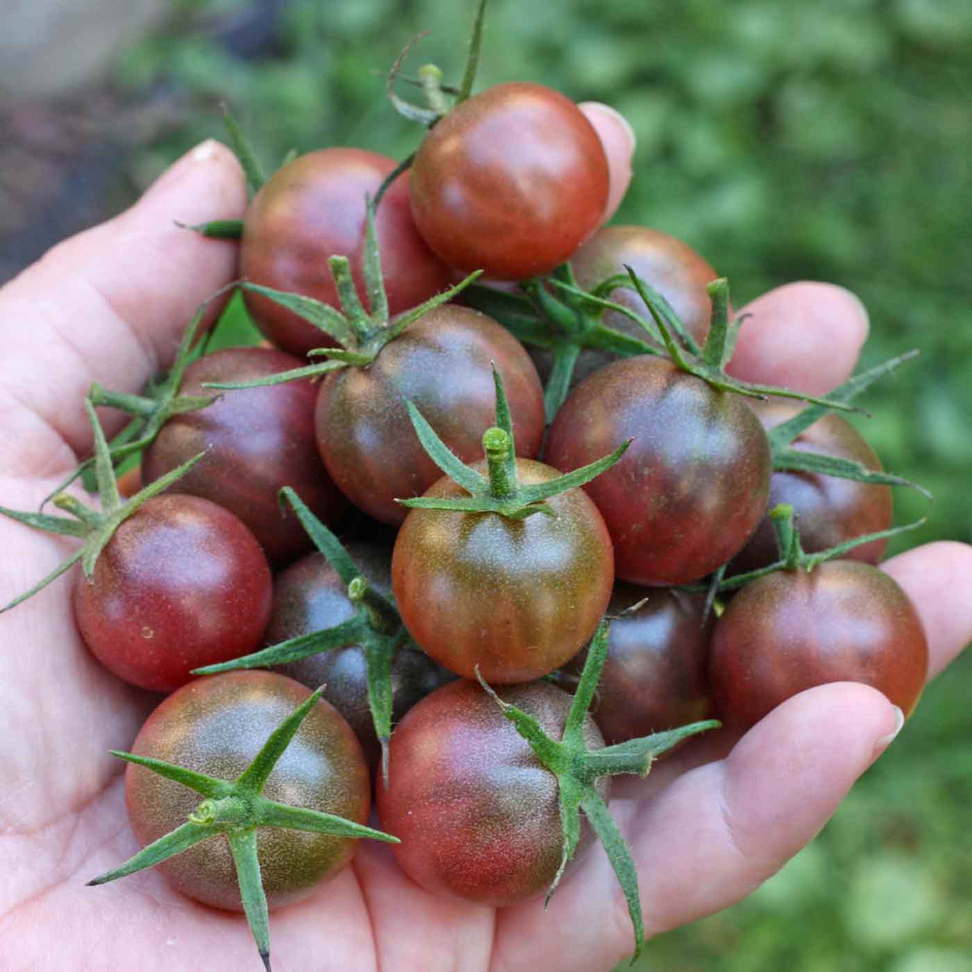 Black Cherry Pole Cherry Tomato