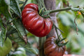 Black Krim Tomato