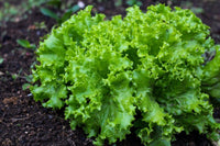 Black Seeded Simpson Lettuce - Succession Pack