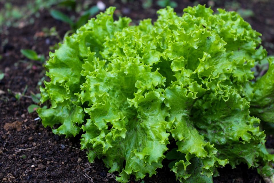 Black Seeded Simpson Lettuce
