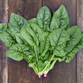 Bloomsdale Spinach - Succession Pack