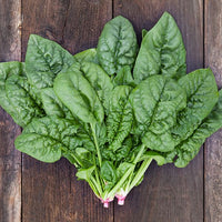 Bloomsdale Spinach - Succession Pack