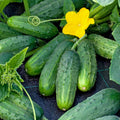 Boston Pickling Cucumber