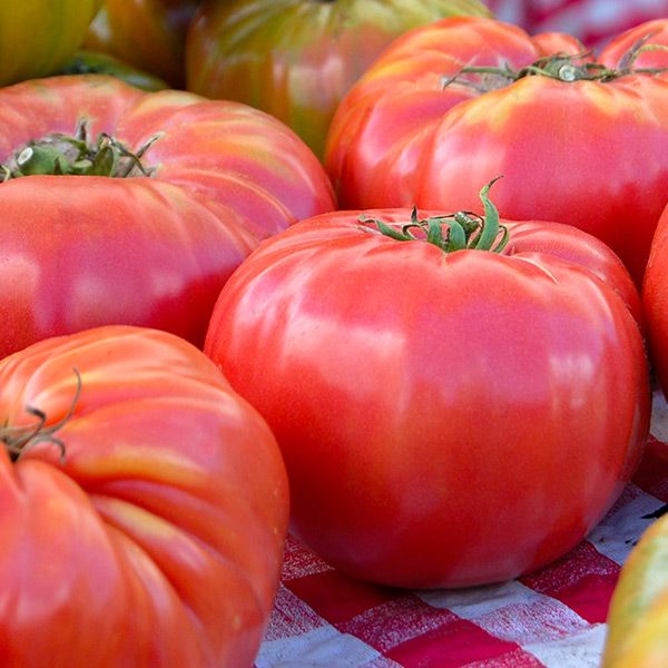 Brandywine Pink Tomato