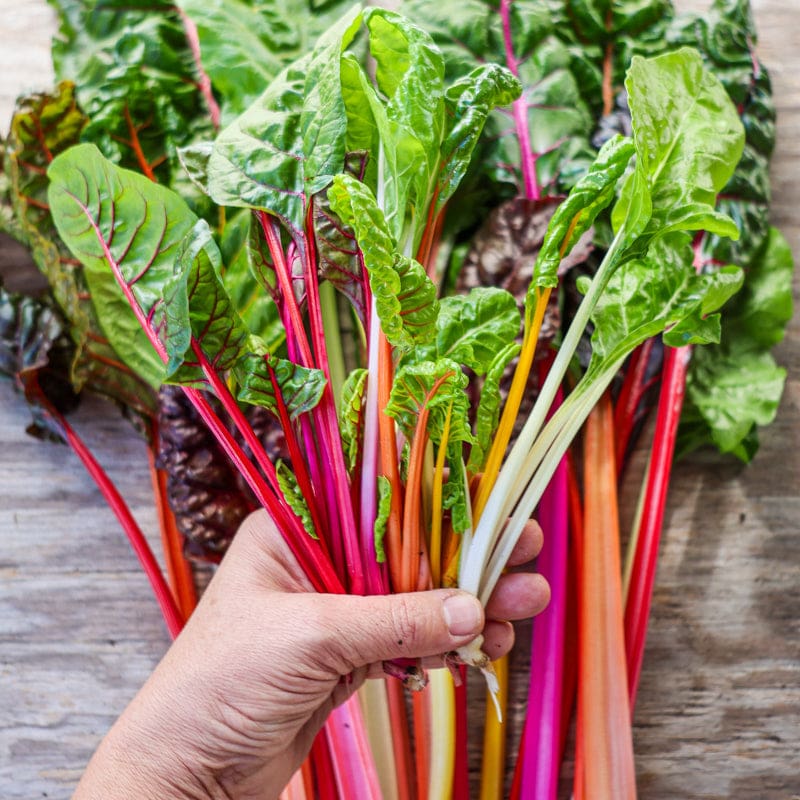Bright Lights Swiss Chard