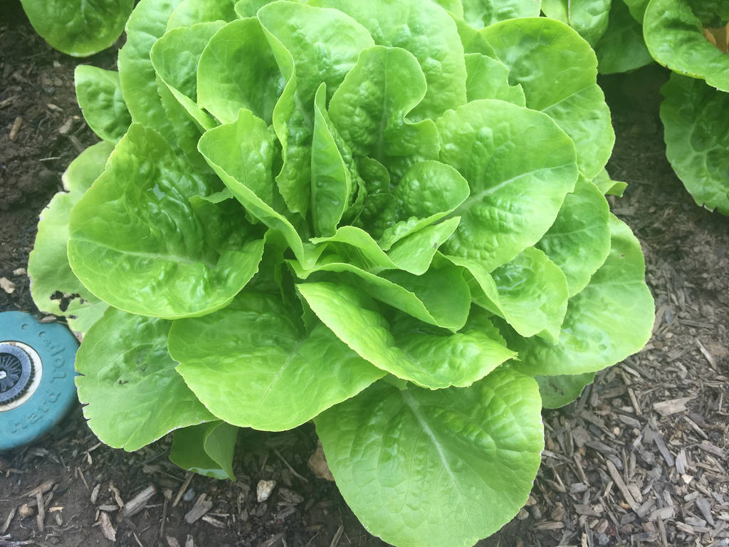 Buttercrunch Lettuce