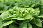 Buttercrunch Lettuce