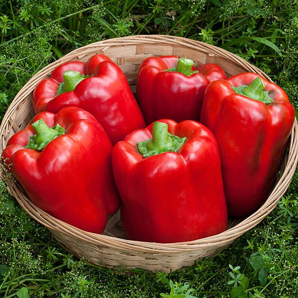 California Wonder Sweet Pepper