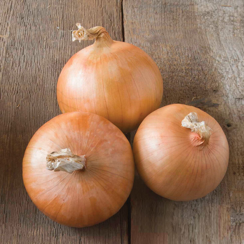Candy Onions