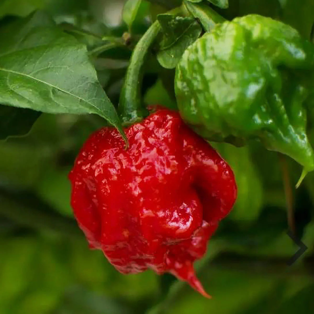 Carolina Reaper Chile Pepper