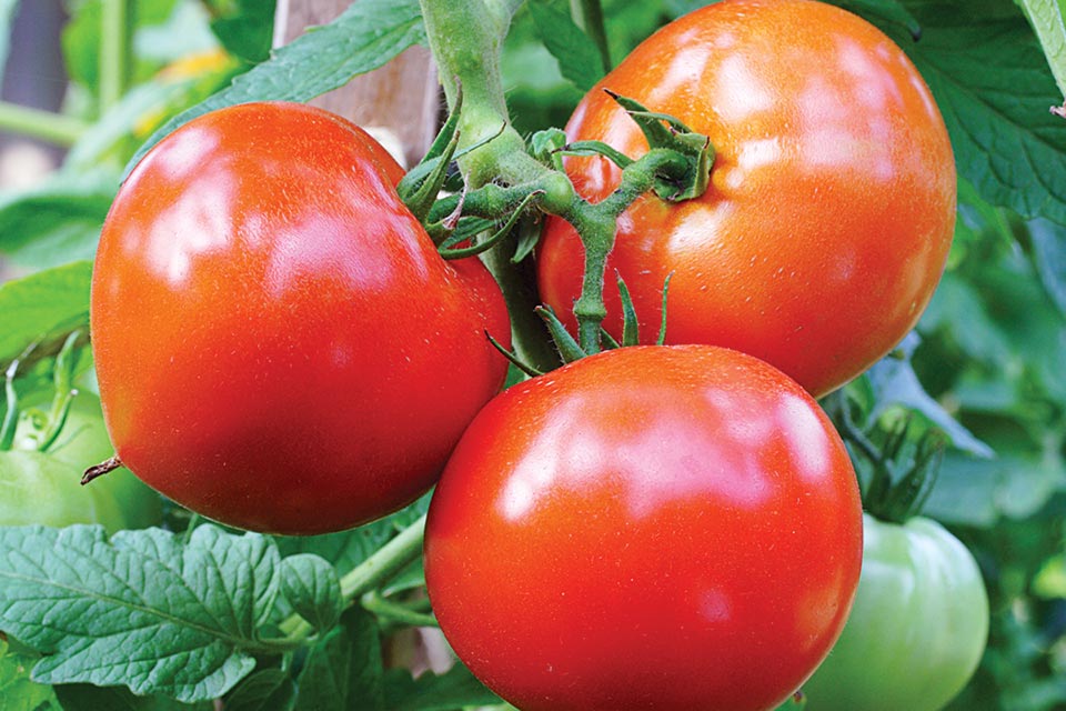Celebrity Plus Tomato