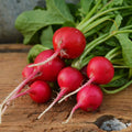 Champion Radish Seeds