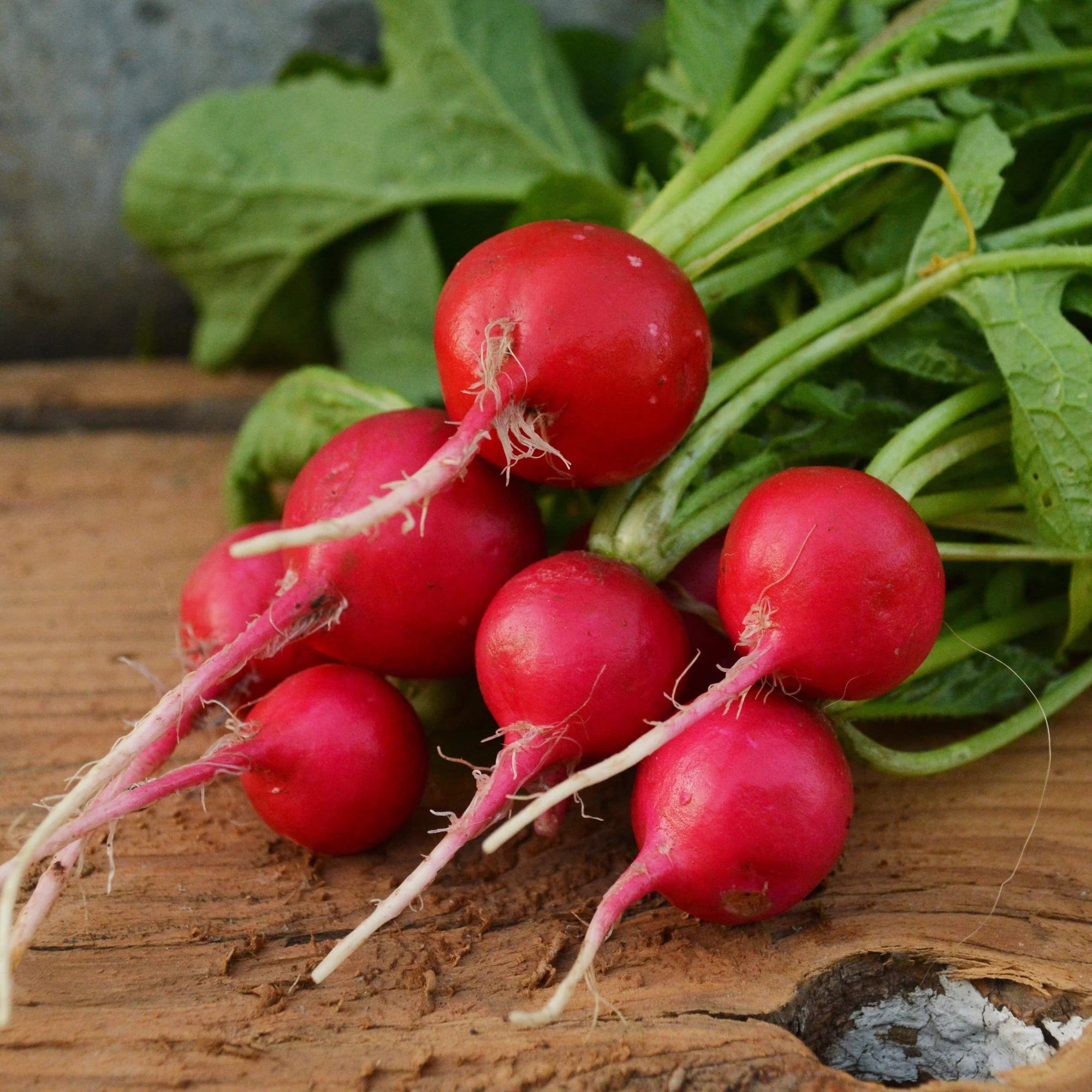 Champion Radish Seeds