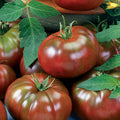Chef's Choice Black Tomato