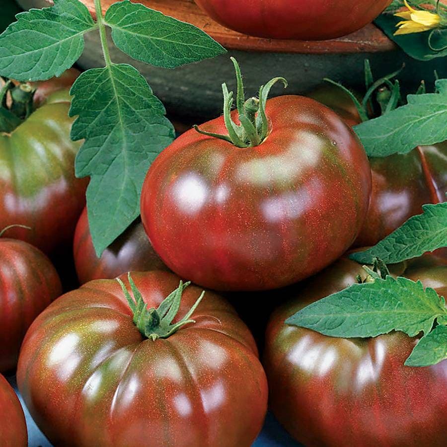 Chef's Choice Black Tomato