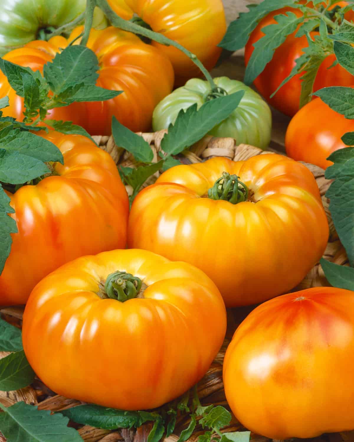 Chef's Choice Bicolor Tomato