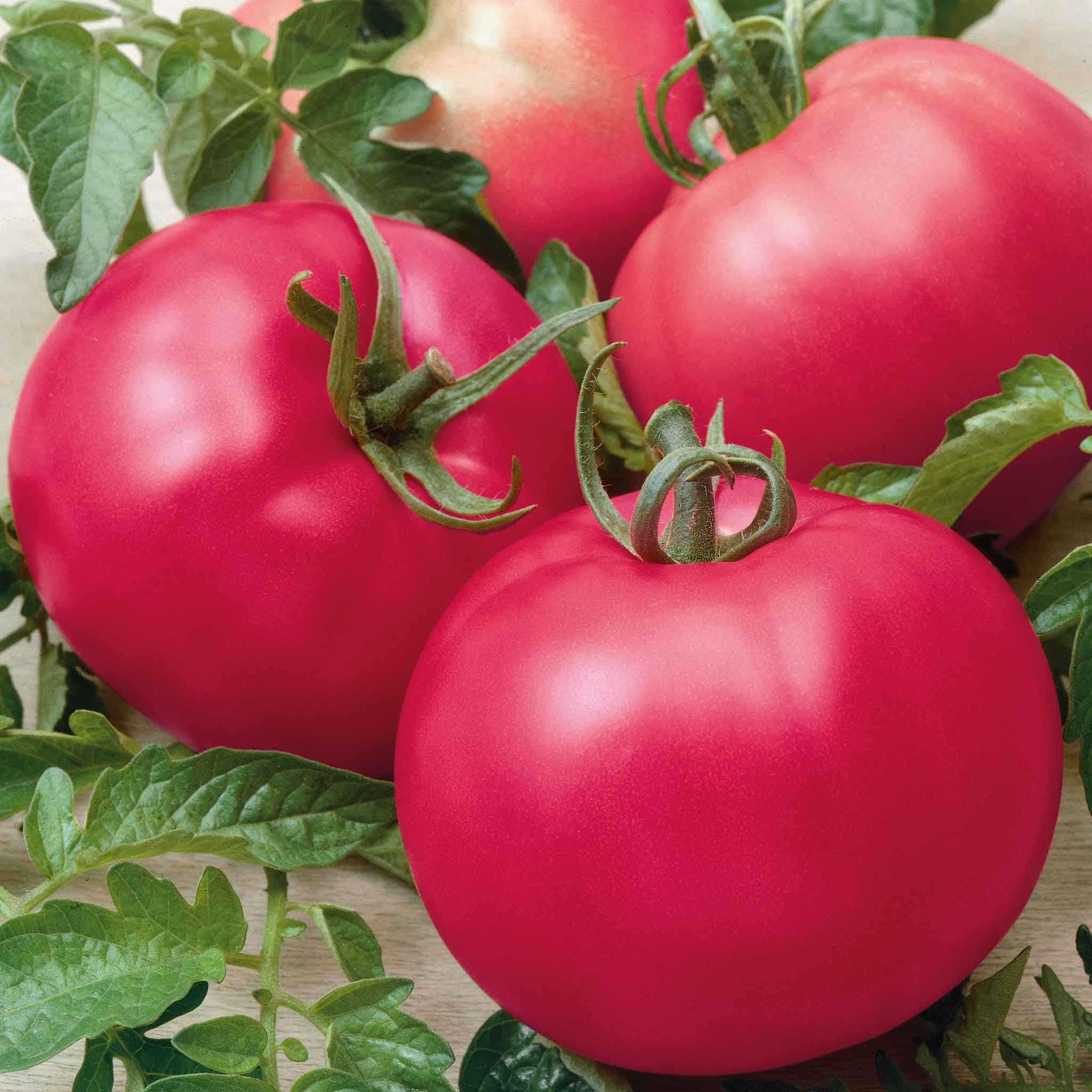 Chef's Choice Pink Tomato