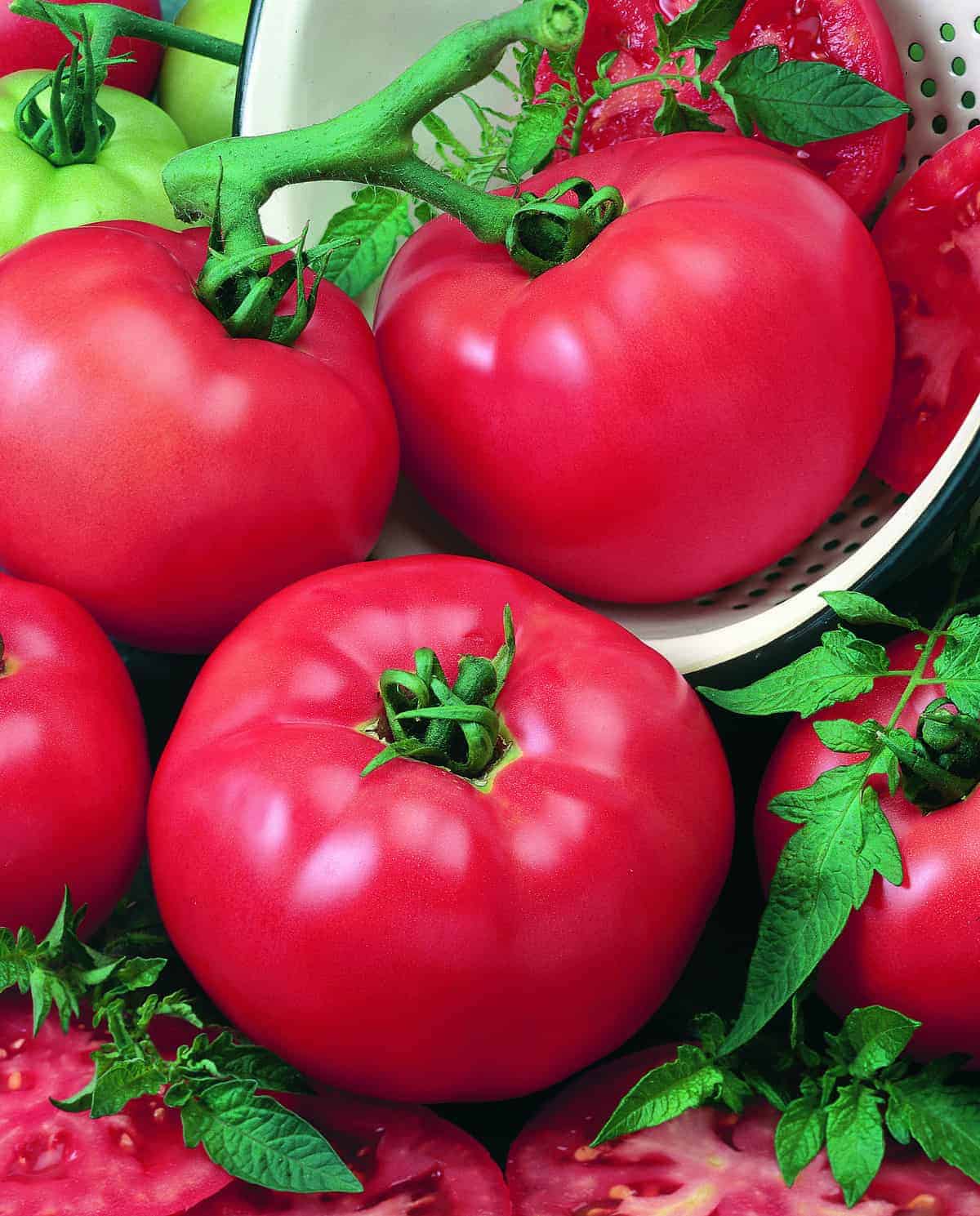 Chef's Choice Red Tomato