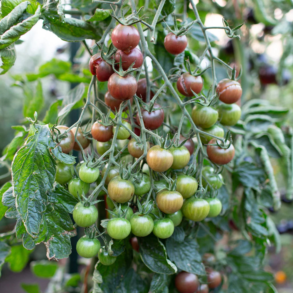 Chocolate Cherry Pole Cherry Tomato