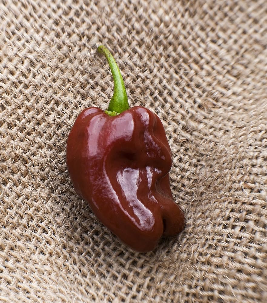 Chocolate Habanero Chile Pepper