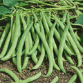Contender Bush Bean