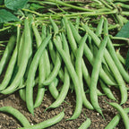 Contender Bush Bean